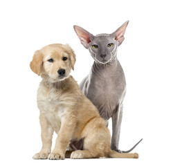 Obraz premium Dog and cat sitting, isolated on white