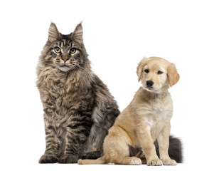 Dog and cat sitting, isolated on white
