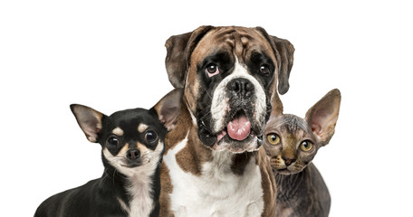 Obraz premium Close-up of chihuahua, boxer and sphynx, isolated on white