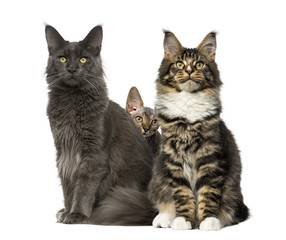 Fototapeta premium Cats sitting, isolated on white