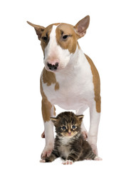 Bull Terrier and a cat, isolated on white