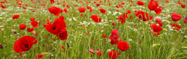 Poppy flowers isolated on green.