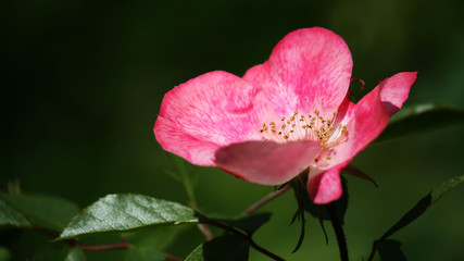 Pink Flower