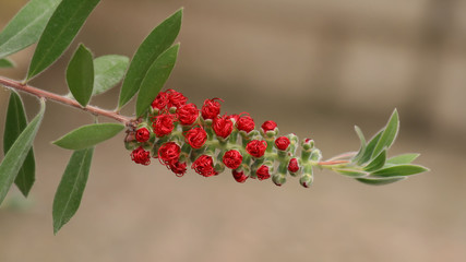 Common Red