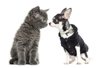 Cat and chihuahua dressed looking at each other, isolated on whi