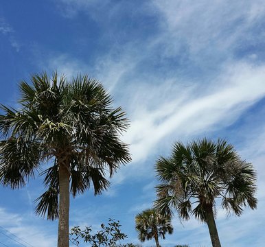 Palm trees on blue sky and clouds background 