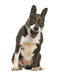 Mixed breeded dog barking, isolated on white