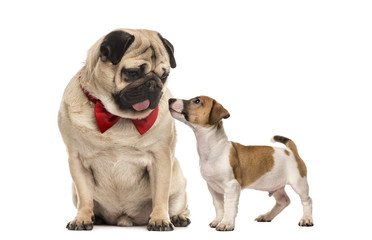 Pug with bow tie looking at a dachshund, isolated on white