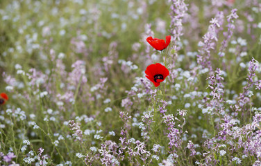 Red poppies in the field