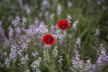 Red poppies in the field