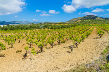 Fototapeta na wymiar Grapevines in spring time, hill, olive trees and blue sky in background
