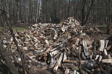 Stack of wood in a forest
