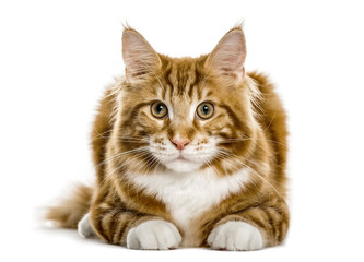 Maine Coon lying, isolated on white
