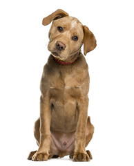 Labrador Retriever puppy looking at the camera, isolated on whit