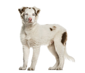 Border Collie puppy standing, 4 months old, isolated on white