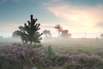 misty sunrise and flowering heather