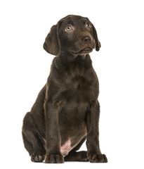 Labrador Retriever puppy looking up, 3 months old, isolated on white