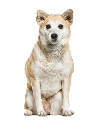 Shiba Inu sitting, isolated on white