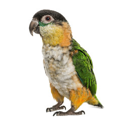 Black-capped parrot, isolated on white