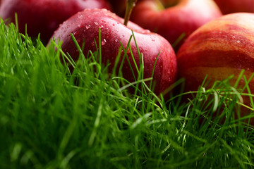 apple red color fallen on fresh green grass
