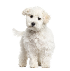Obraz premium Maltese puppy standing, 6 months old, isolated on white