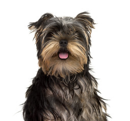 Yorkshire Terrier puppy sticking tongue, isolated on white