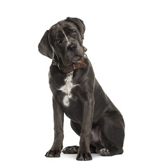Cane Corso sitting and bending head, isolated on white
