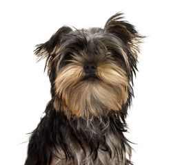 Close-up of a Yorkshire Terrier puppy, isolated on white