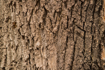 Texture of bark