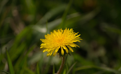 Dandelion