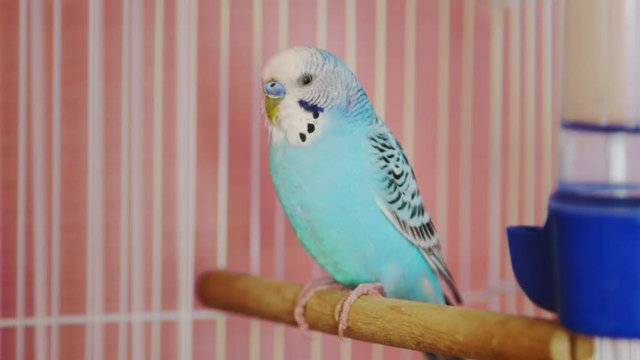 Blue parakeet perched resting in cage out of focus then racked in