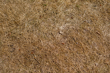 The hay texture