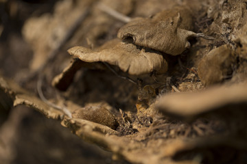 Brown dull Fungus at the base of a tree 