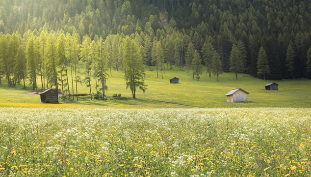 Flowering meadows in Fiscalina valley, dolomites, Italy