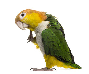  Caïque with leg raised, isolated on white