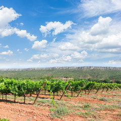 Fototapeta na wymiar Vineyard green rows under blue summer sky with clouds, France