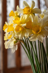 Bouquet of beautiful yellow daffodils