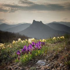 Obraz premium Wild flowers irises against the backdrop of mountain peaks.