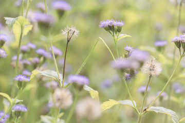 Fototapeta premium beautiful flower grass (vintage style : selective focus) 