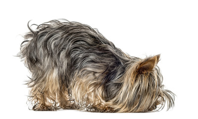 Yorkshire smelling the ground, isolated on white