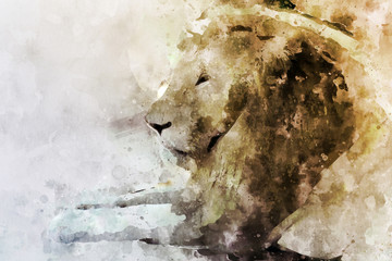 Watercolor portrait image of male lion © pomiti