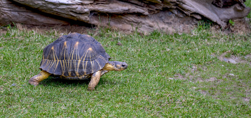 Star tortoises in motion and outdoors