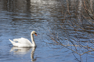 White swan