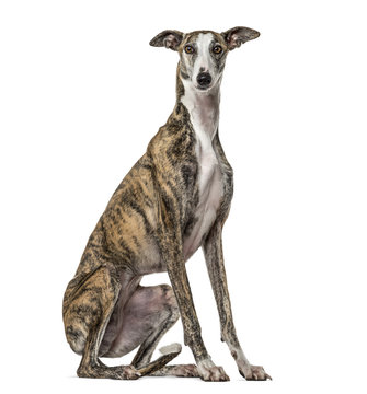 Slim galgo sitting, isolated on white