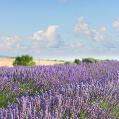Fototapeta na wymiar Lavender flowers blooming field, Provence France