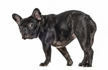 French bulldog walking and looking at the camera, isolated on wh