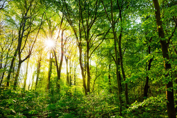 Obraz premium Lichtung im Wald mit Sonne, die durch Bäume scheint