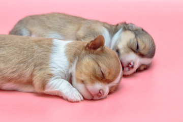 Newborn chihuahua puppy sleeping together
