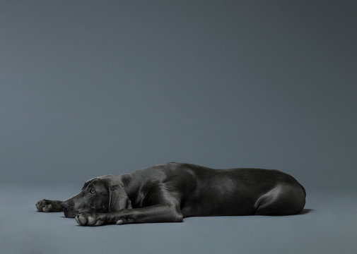 Studio shoot of big dog lying on floor