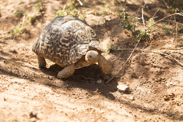Tortoise making a stride on the forest floor